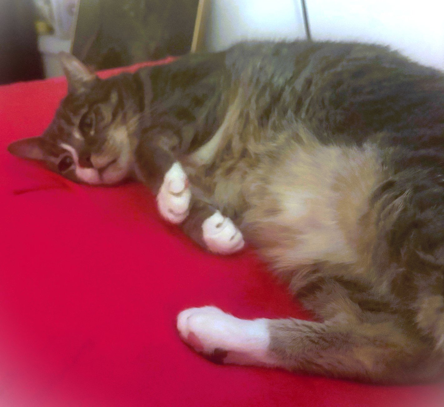 Big Trigger, cat
