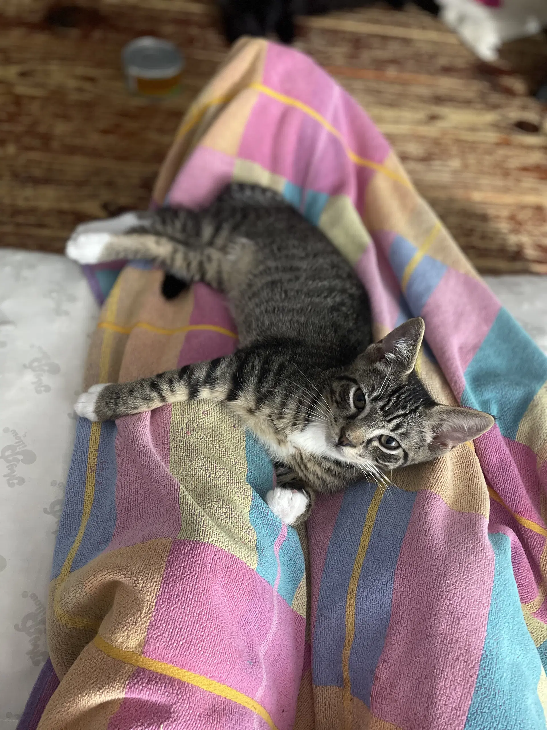 Saif - Domestic Short Hair