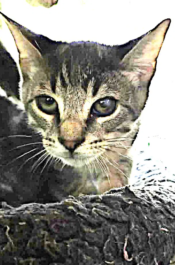 Marlik Rain image 2