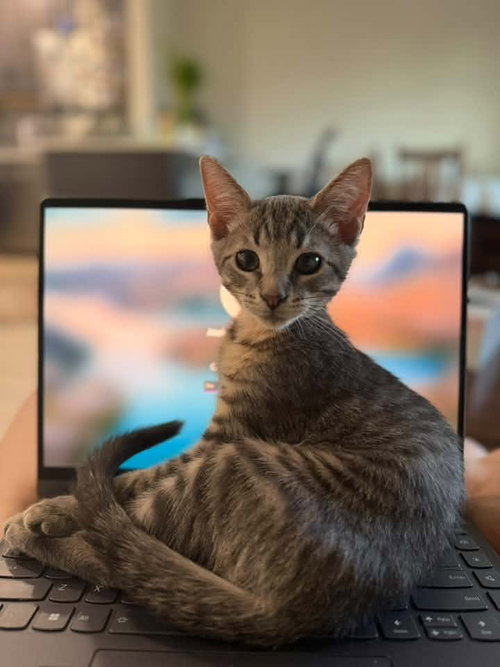 Marlik Rain, a cat for adoption from Trenton Cats Rescue