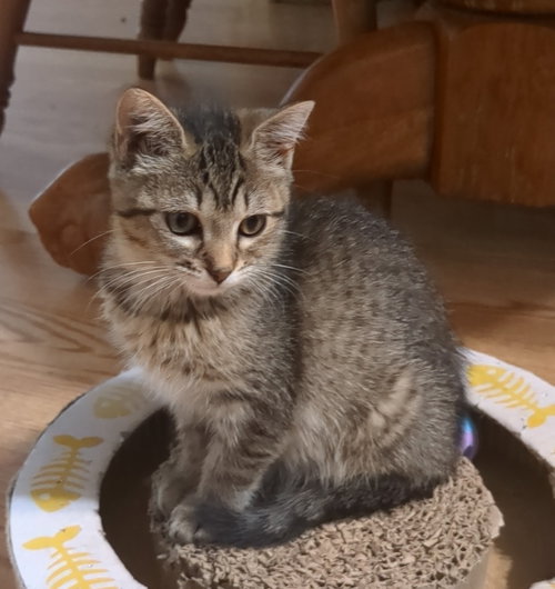 Cherry Soda, Baby Domestic Short Hair (short coat), cat for adoption in Camden, New Jersey