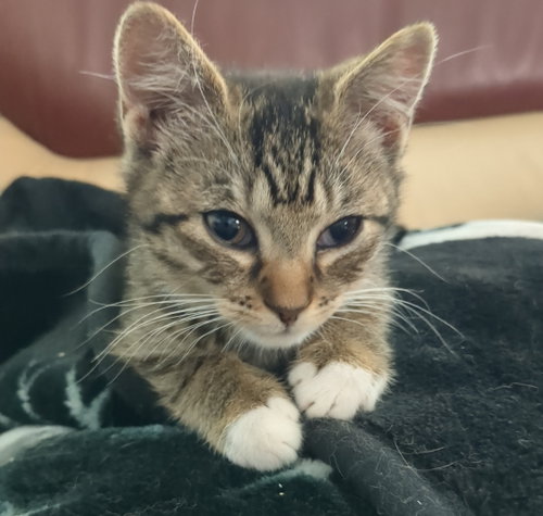 Vanilla Soda, Baby Domestic Short Hair (short coat), cat for adoption in Camden, New Jersey