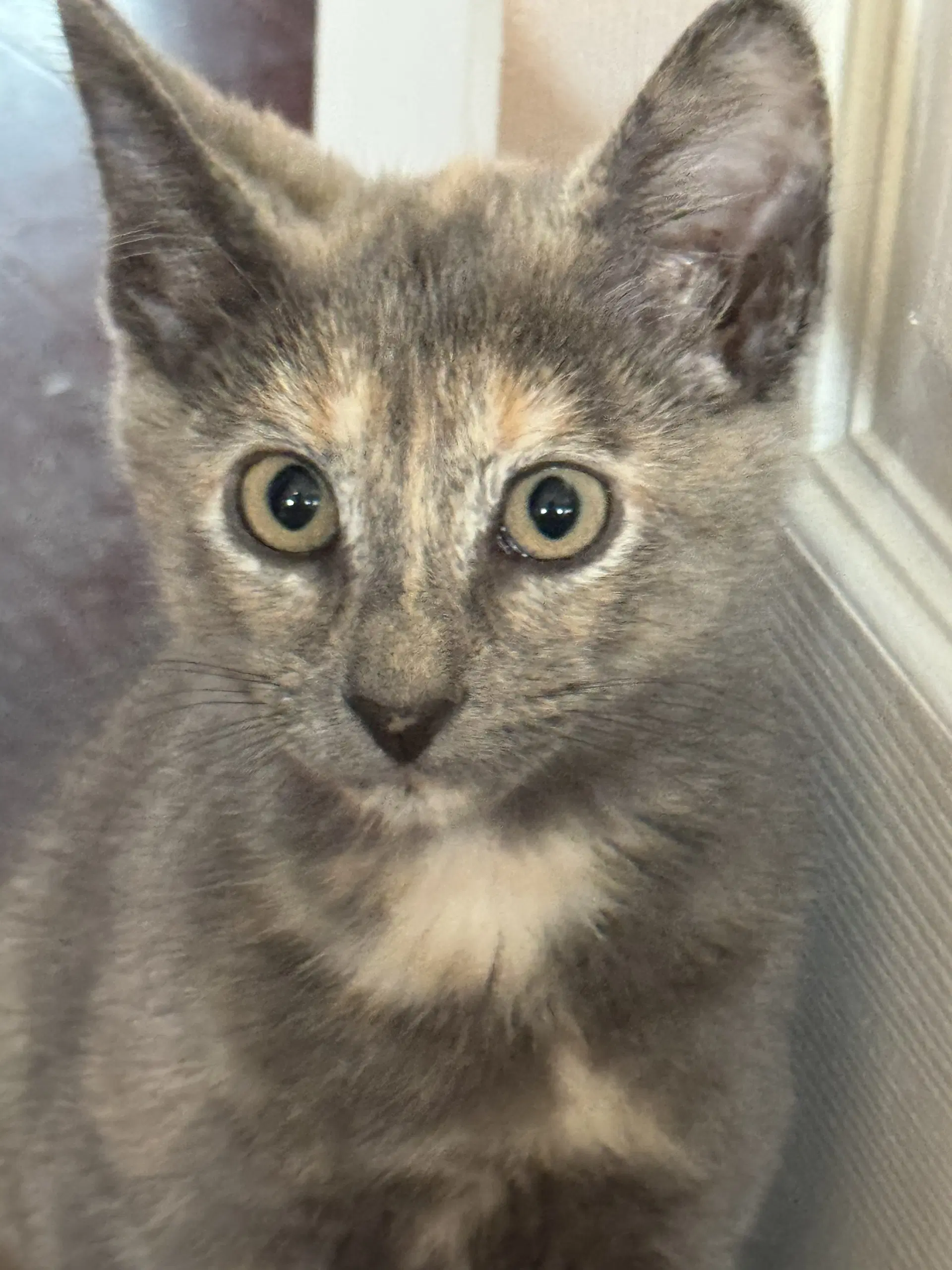 Pad Thai - Domestic Short Hair