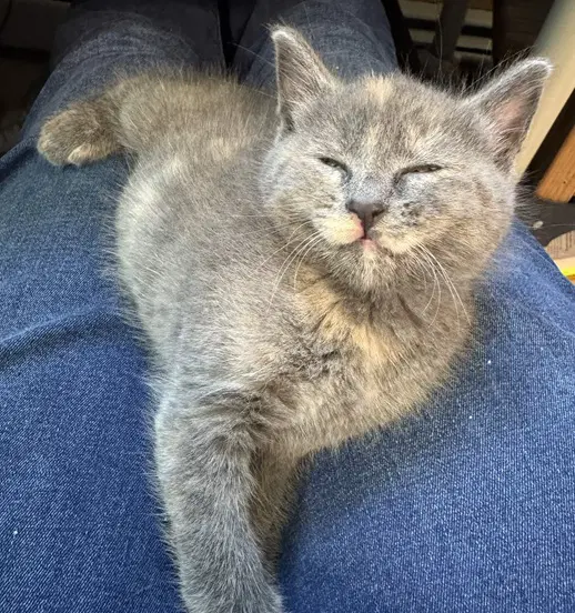 Tom Yum - Domestic Short Hair