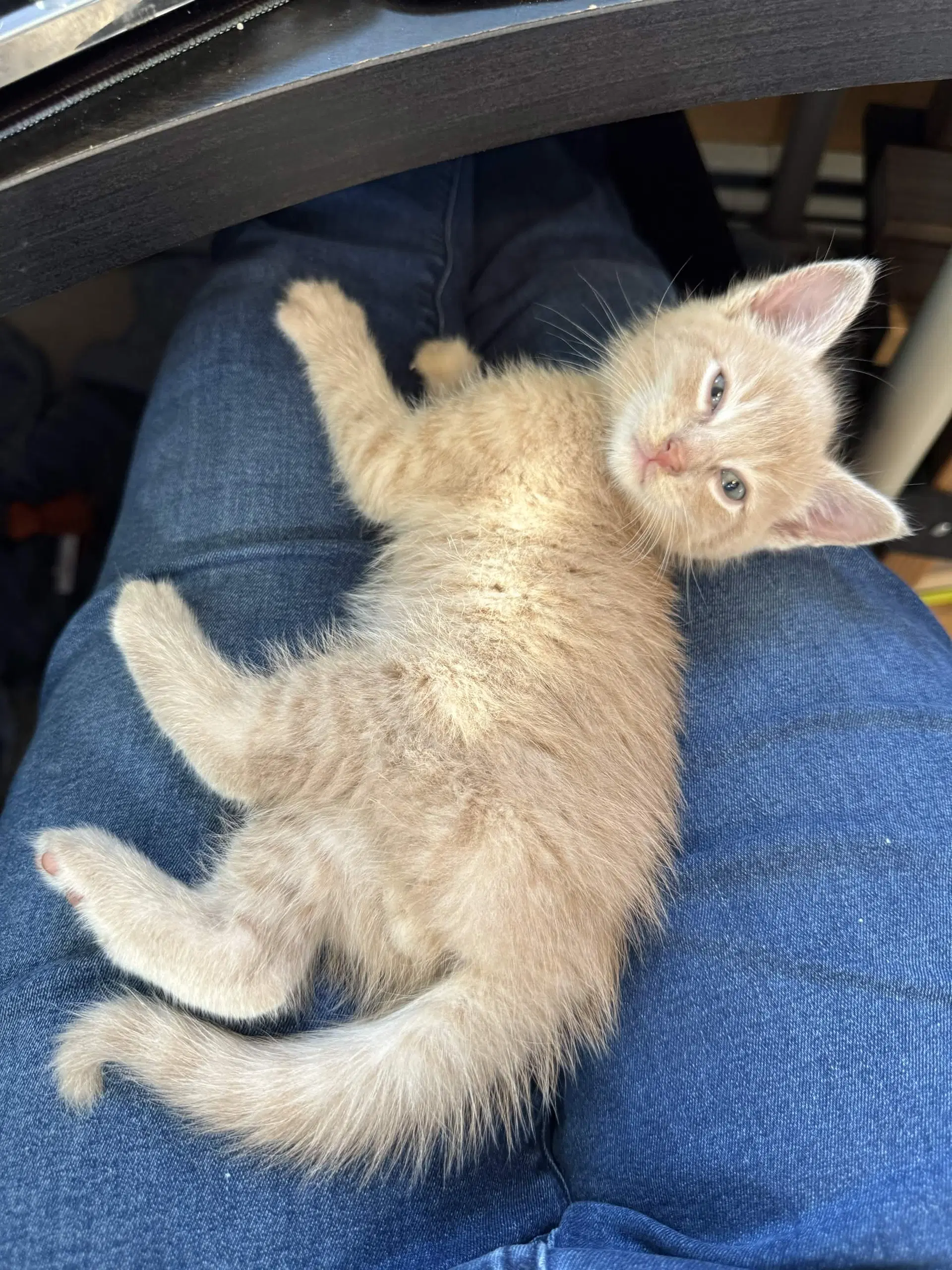 Panang - Domestic Short Hair