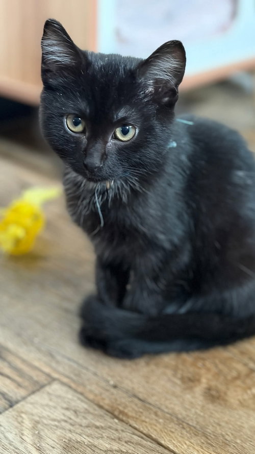 Photo 4 of Not so Whitey