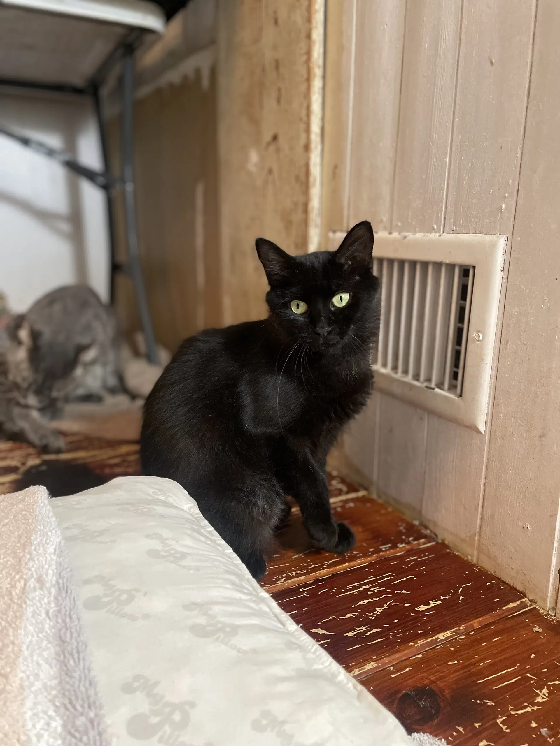 Triscuit - Domestic Medium Hair