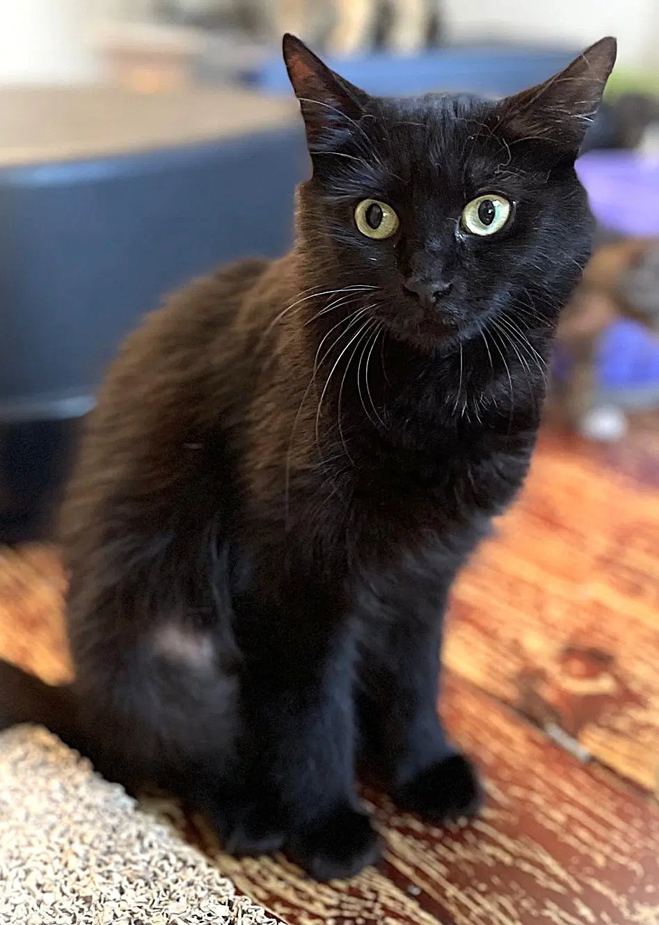 Triscuit - Domestic Medium Hair