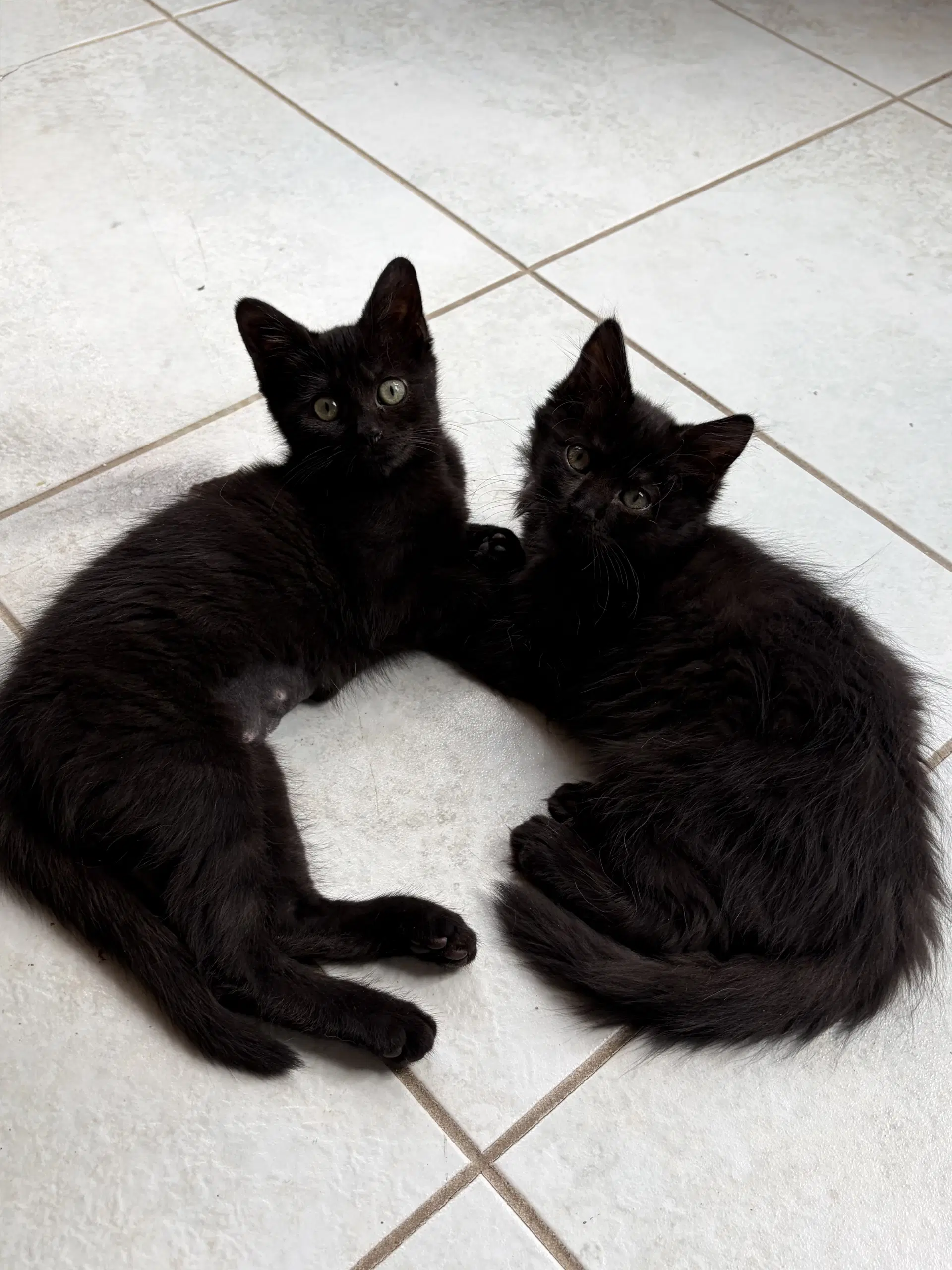 Marlon And Mavis image 3