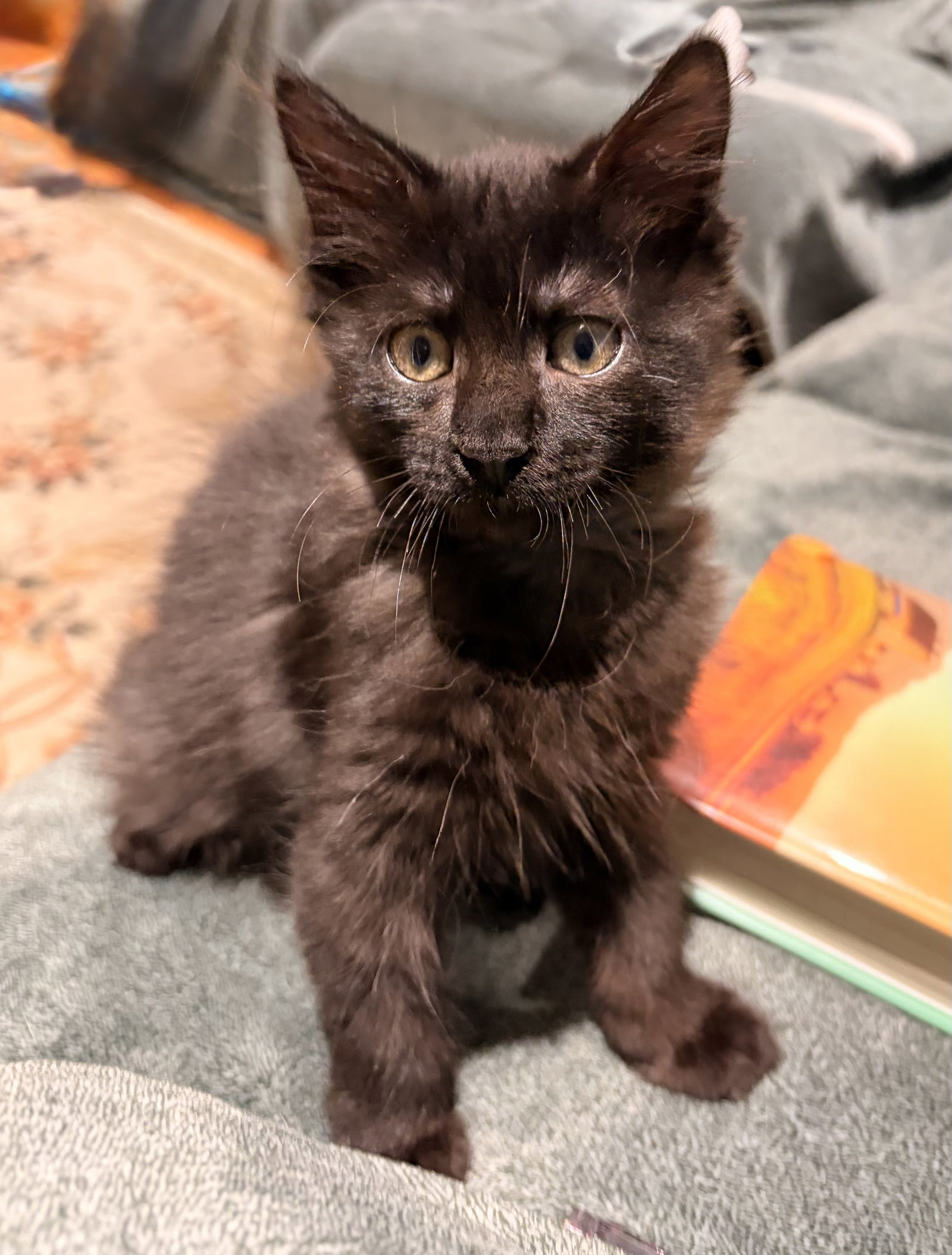 Marlon (and Mavis), cat — photo 1 of 9
