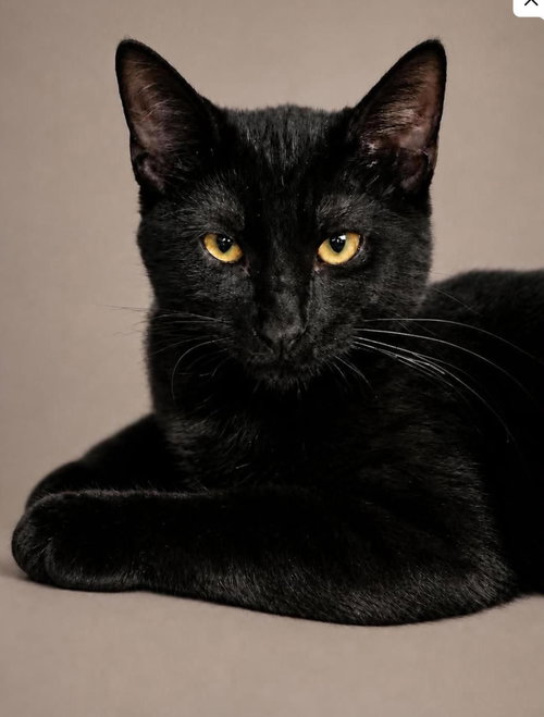 Clairvoyant, a cat for adoption from Trenton Cats Rescue