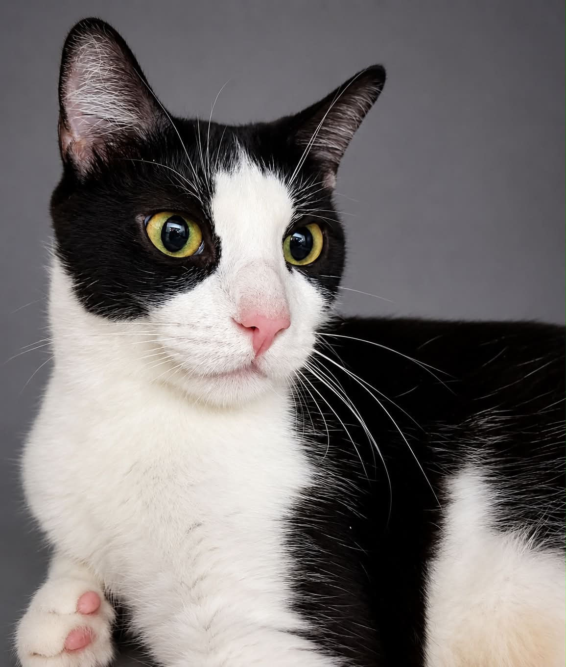 Nobska, cat