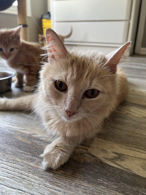 Fluffy Nut photo 2