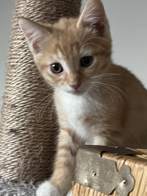 Macadamia, an adoptable Domestic Short Hair in Trenton, NJ