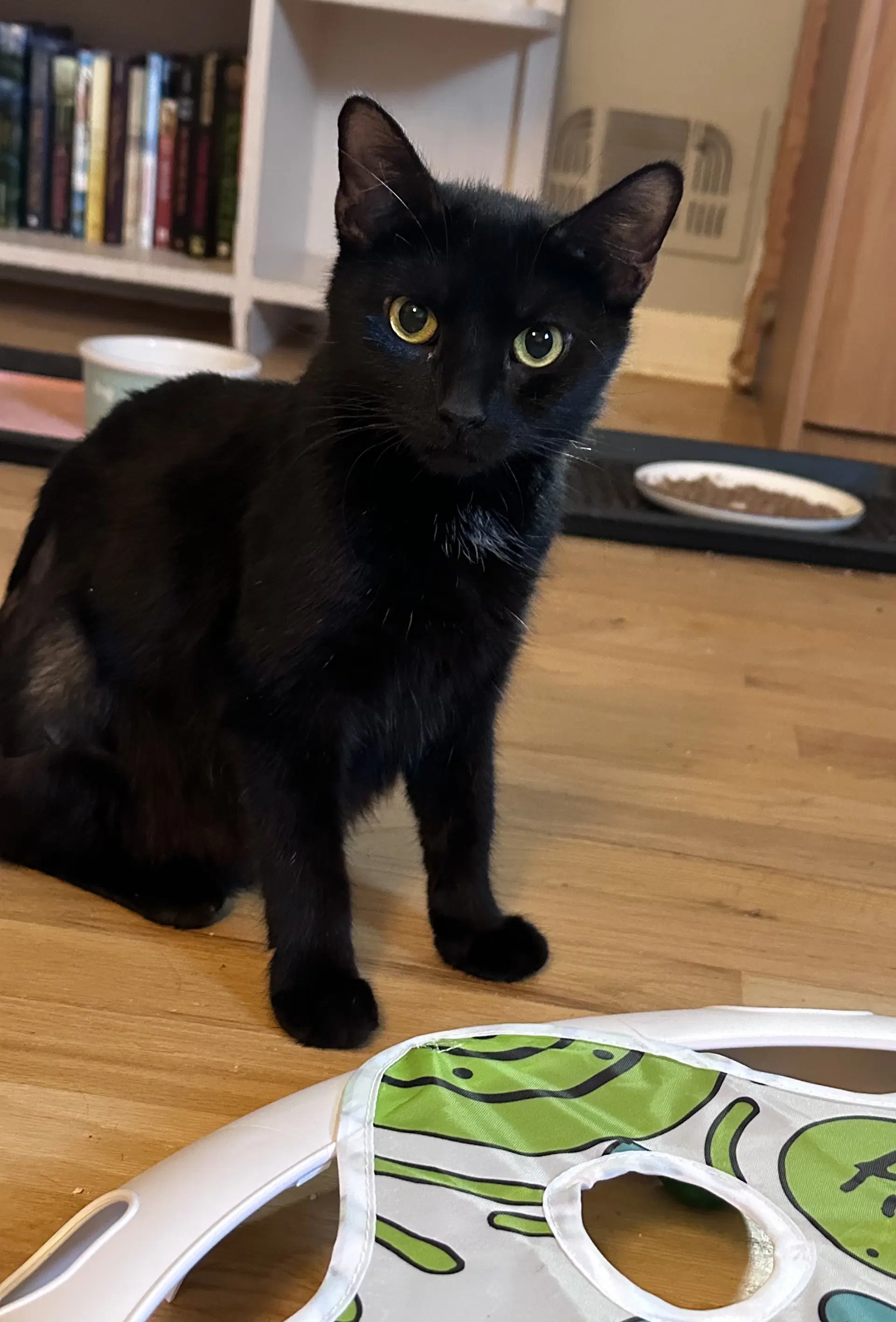 Woodmere - Domestic Short Hair