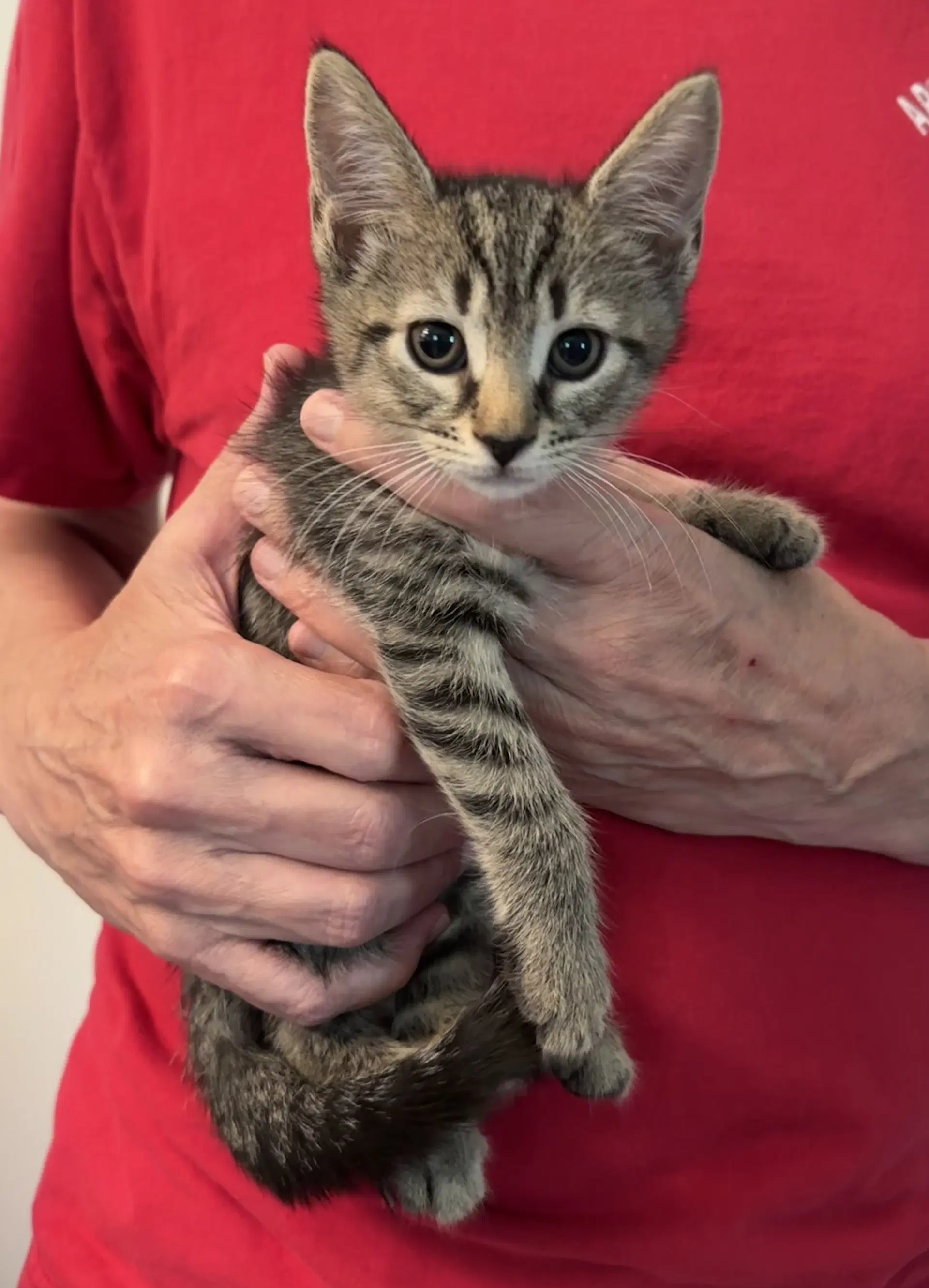 Speckled Wood - Domestic Short Hair