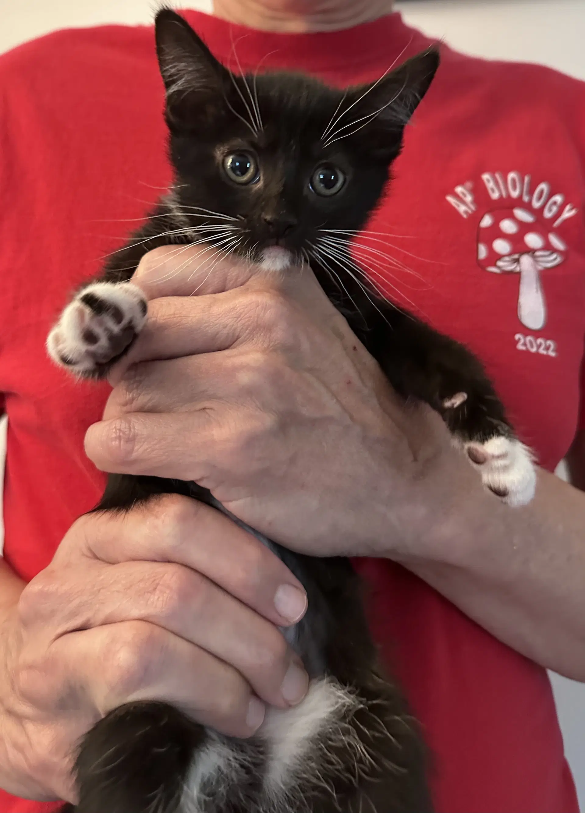 Wood Lark - Domestic Short Hair