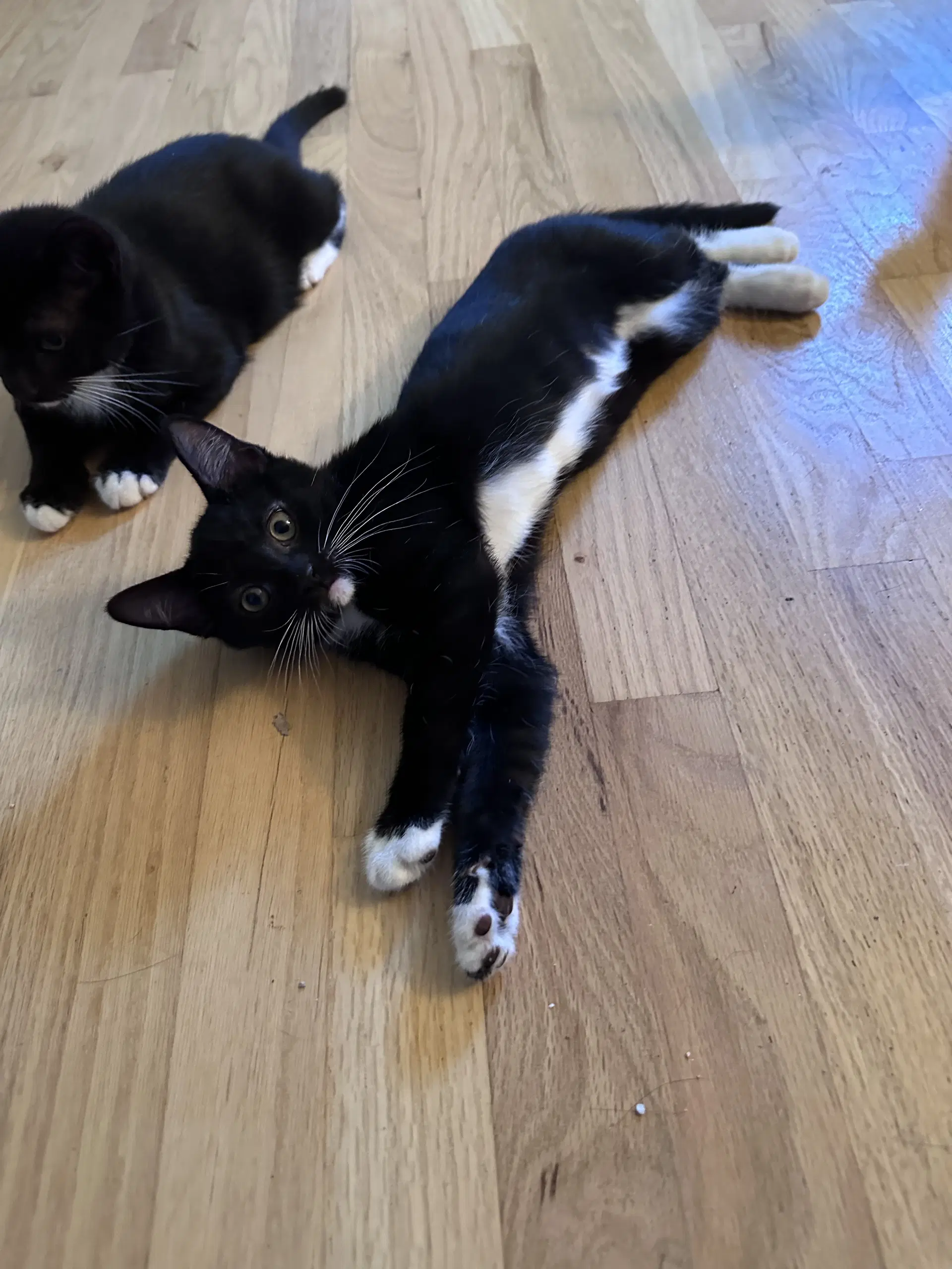 Wood Lark - Domestic Short Hair