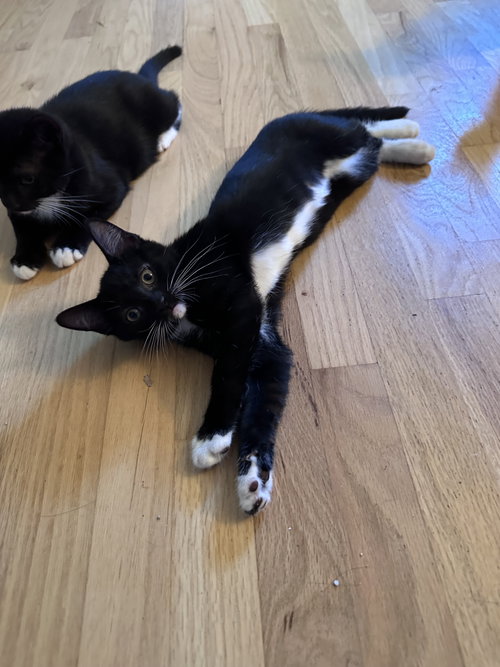 Wood Lark, a cat for adoption from Trenton Cats Rescue