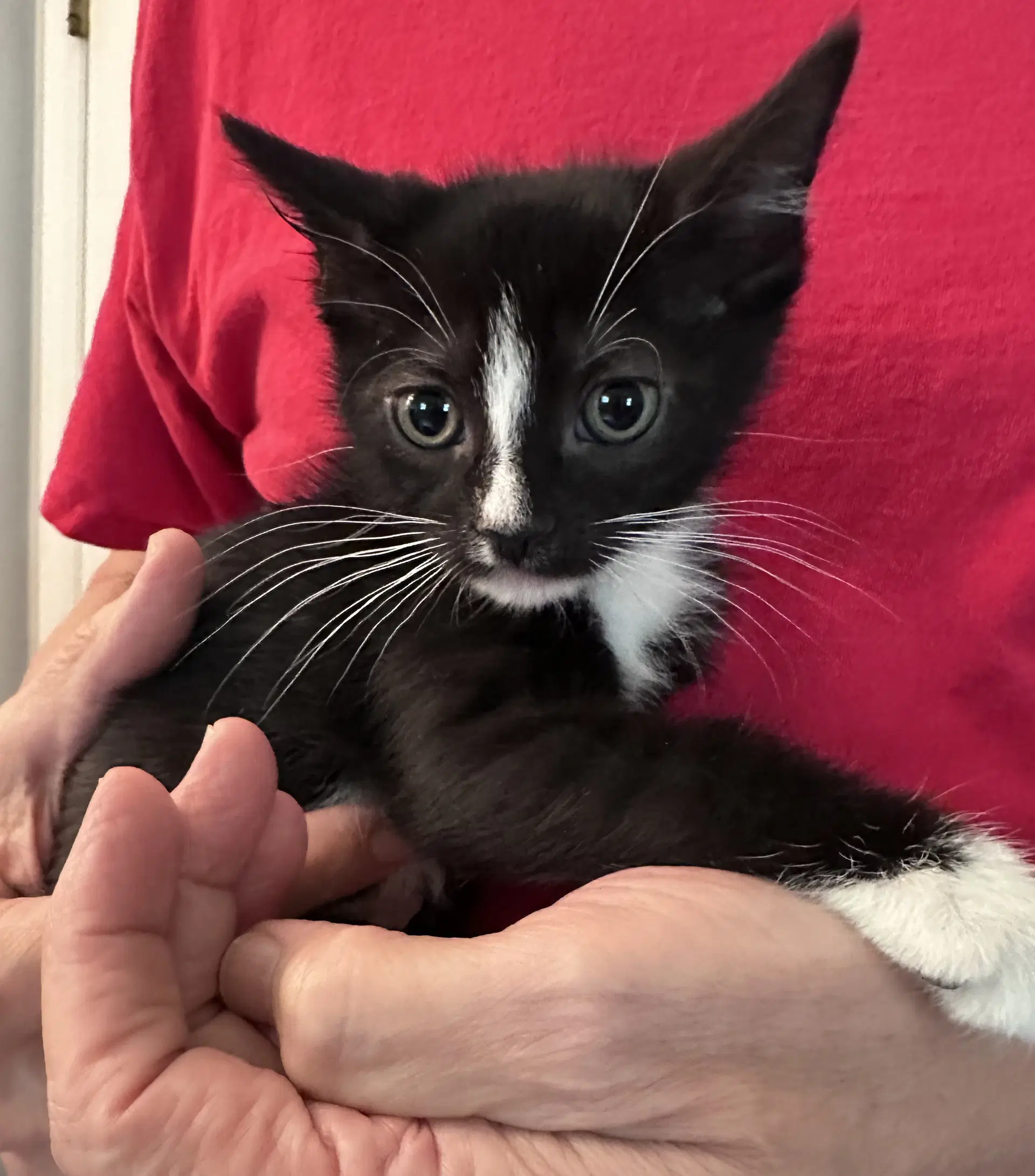 Fleetwood - Domestic Short Hair