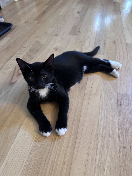 Sherwood, a cat for adoption from Trenton Cats Rescue