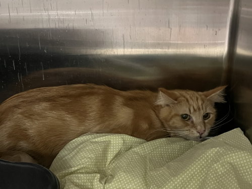 Theodora (Teddy) TAS, an adoptable Domestic Medium Hair in Trenton, NJ