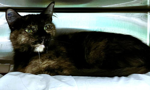 Roomie (TAS), an adoptable Domestic Short Hair in Trenton, NJ