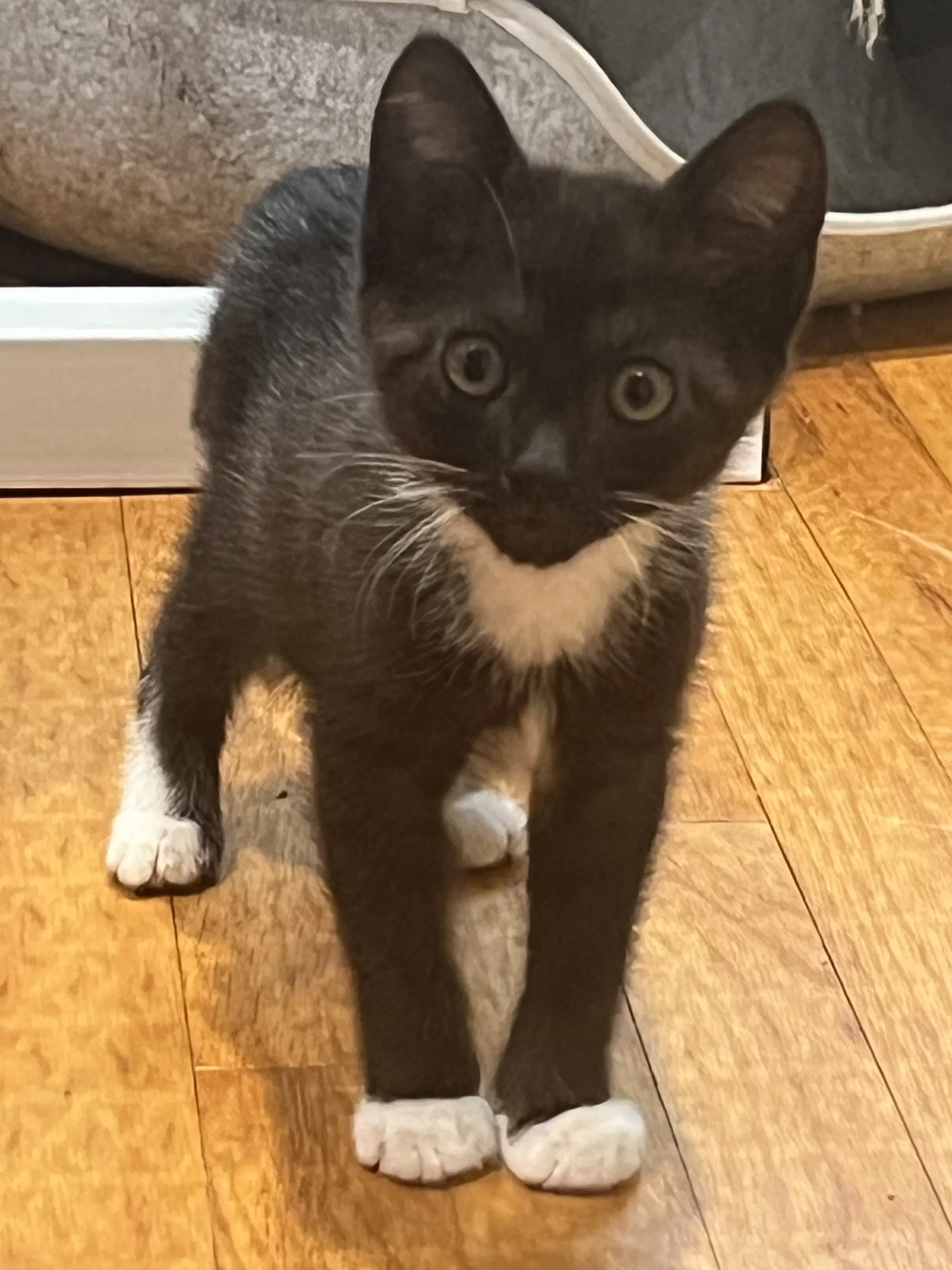 Mocha Nagle And Puma image 3