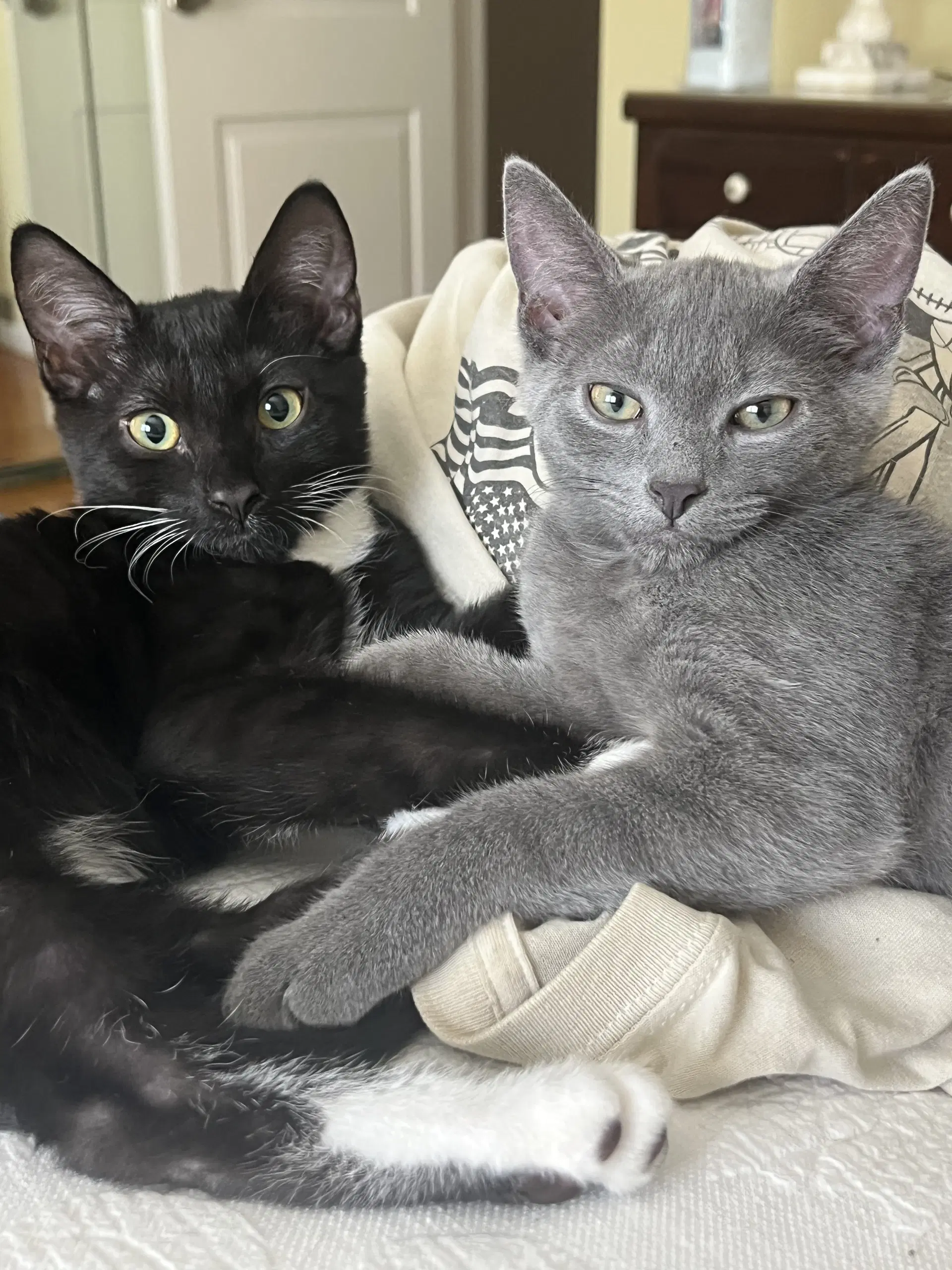 Mocha Nagle And Puma image 1