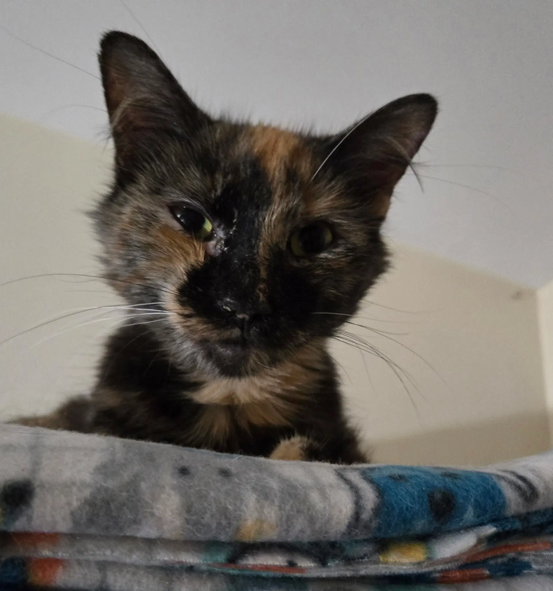 Little Miss Marbles image 2