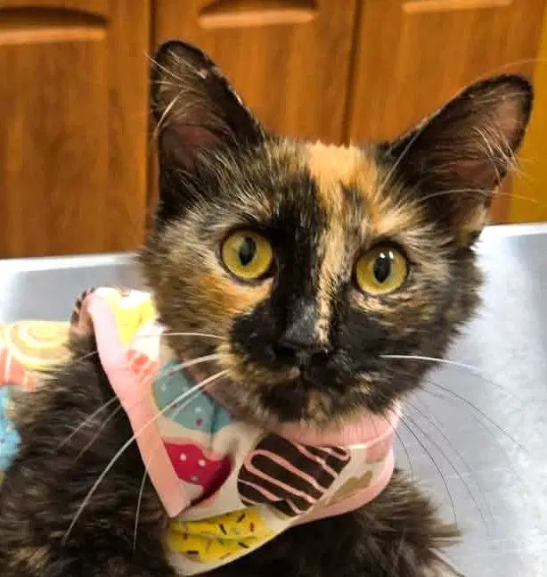 Little Miss Marbles - Domestic Short Hair