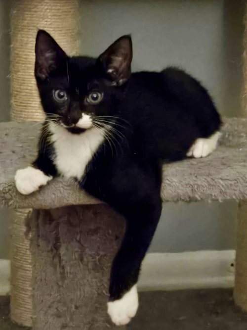 Maurice River, a cat for adoption from Trenton Cats Rescue