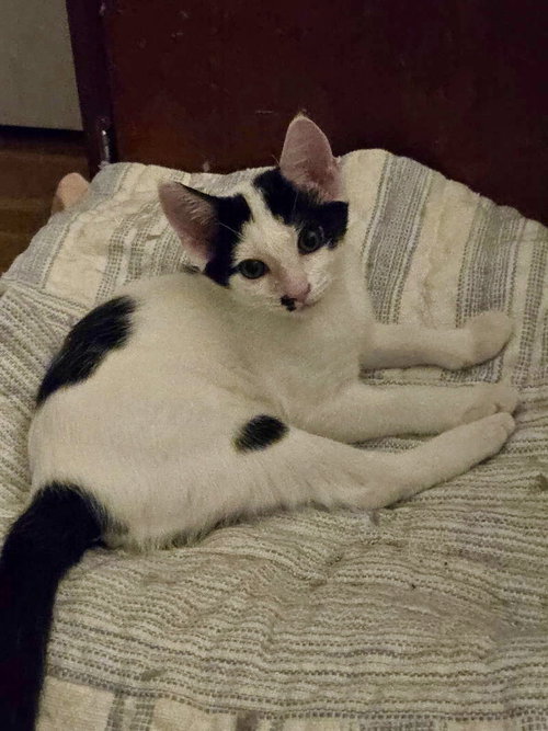 Raritan River, a cat for adoption from Trenton Cats Rescue