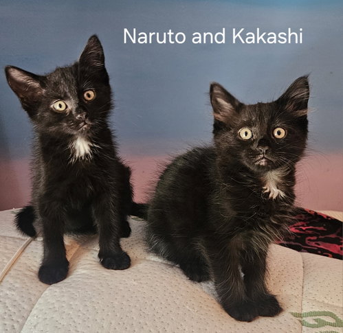 Naruto Z (Kakshi Z)