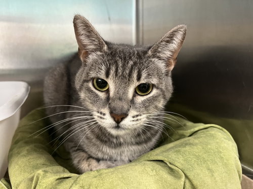 Rosa (TAS 13), an adoptable Domestic Short Hair in Trenton, NJ