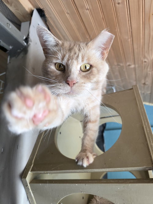 Captain Gingerbread, an adoptable Domestic Short Hair in Trenton, NJ