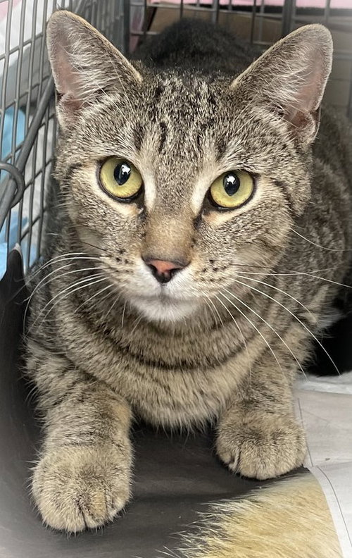 Gilbert Girl, an adoptable Domestic Short Hair in Trenton, NJ