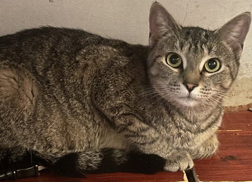 Gilbert Girl photo 2