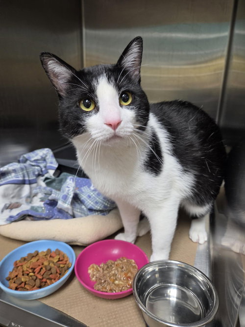 Simba Corado, an adoptable Domestic Short Hair in Trenton, NJ