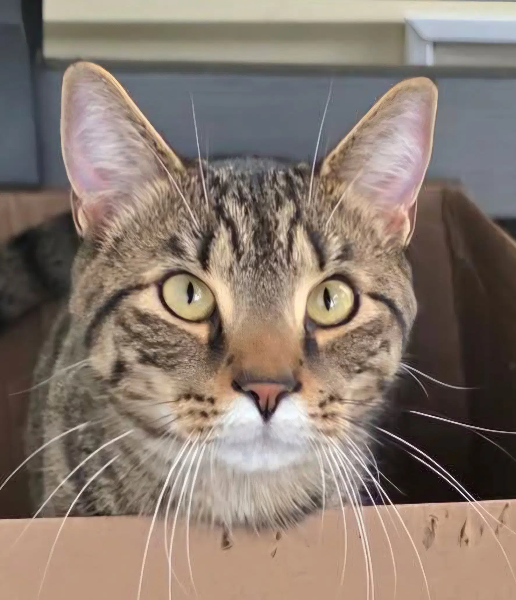 Howell - Domestic Short Hair