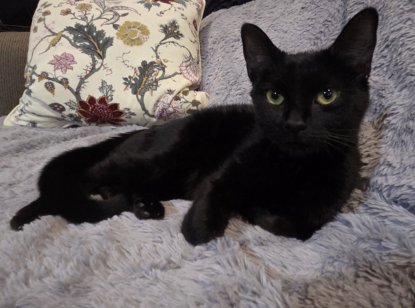 Liberty Belle, cat — photo 1 of 4