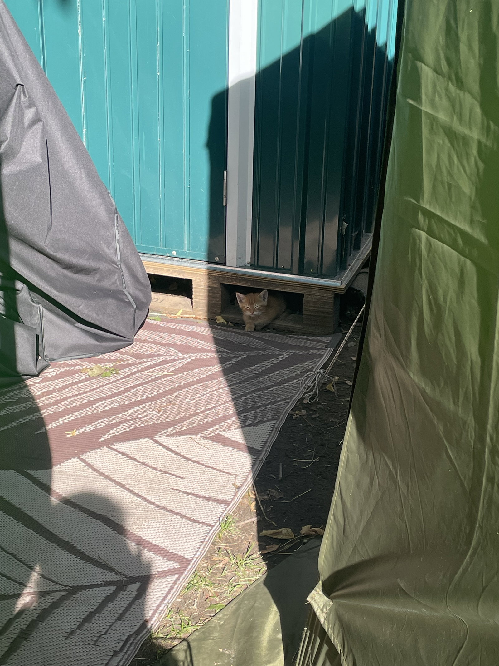 Catthew, photo 8