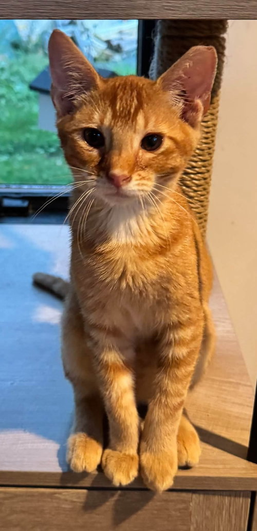 Catthew, a cat for adoption from Trenton Cats Rescue