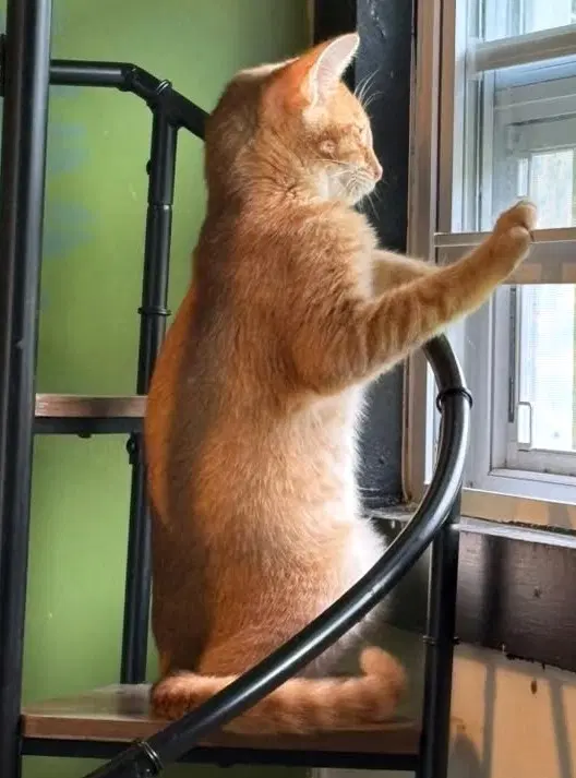 Catthew image 2