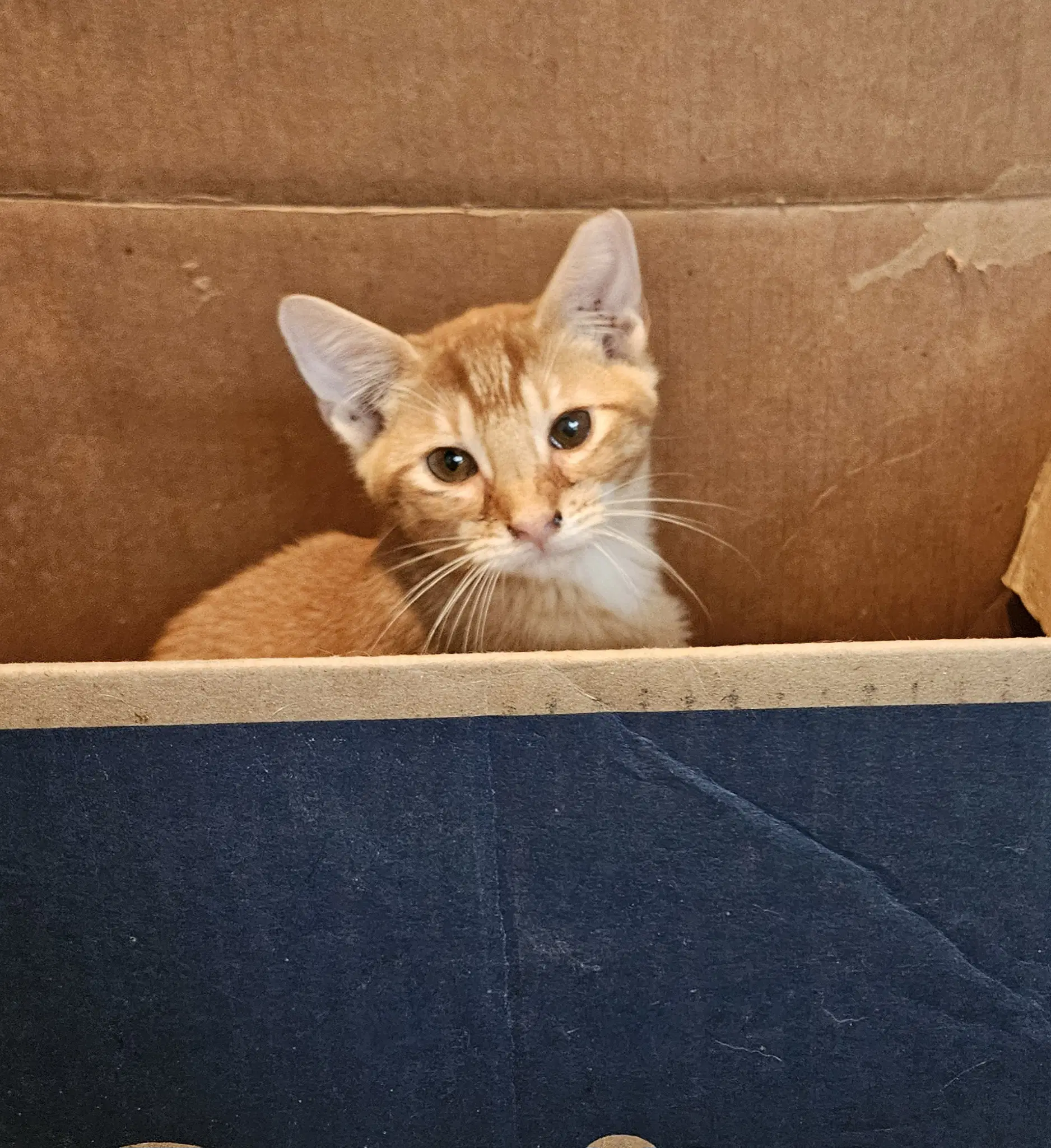 Catthew image 3