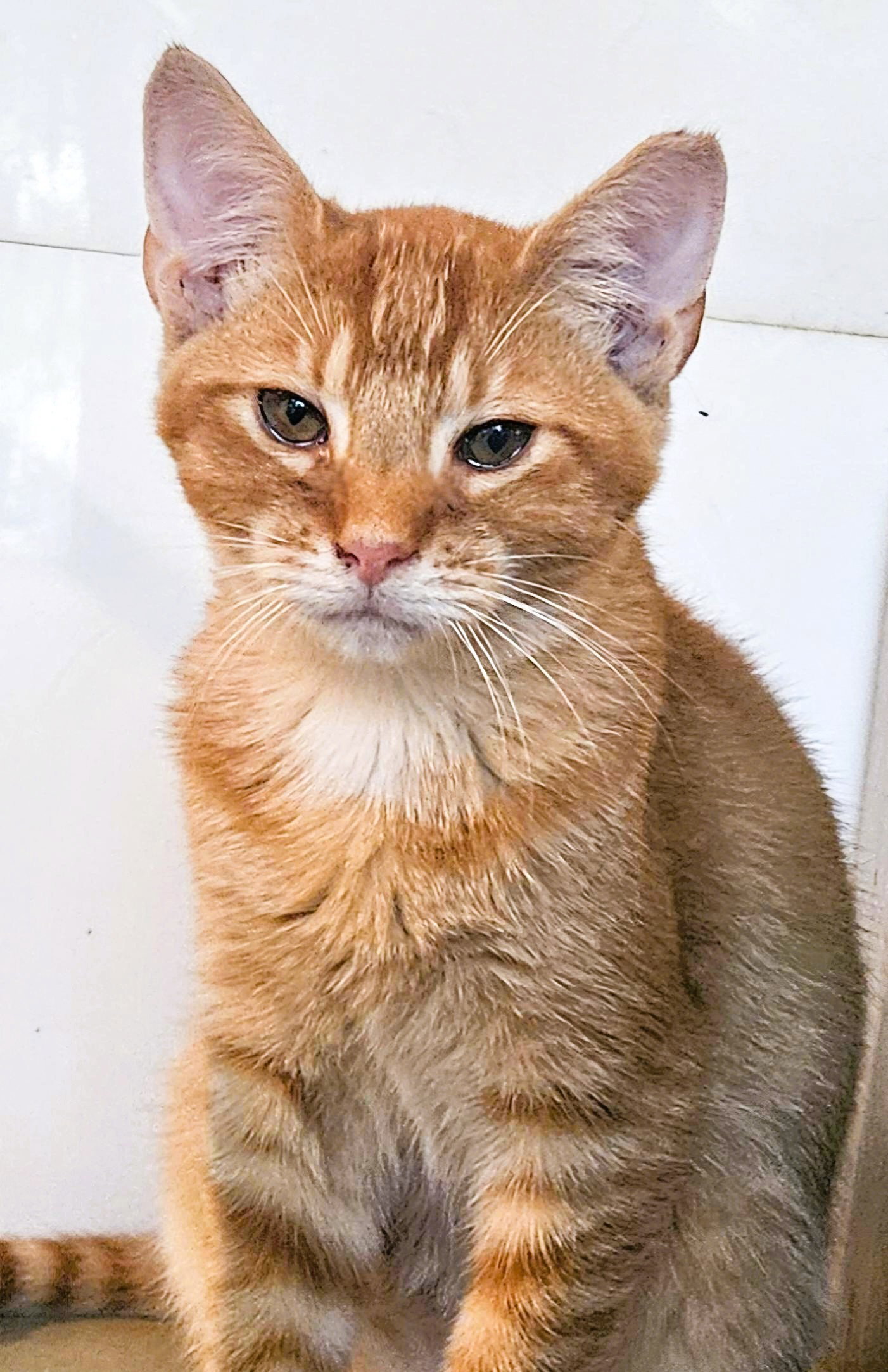 Catthew