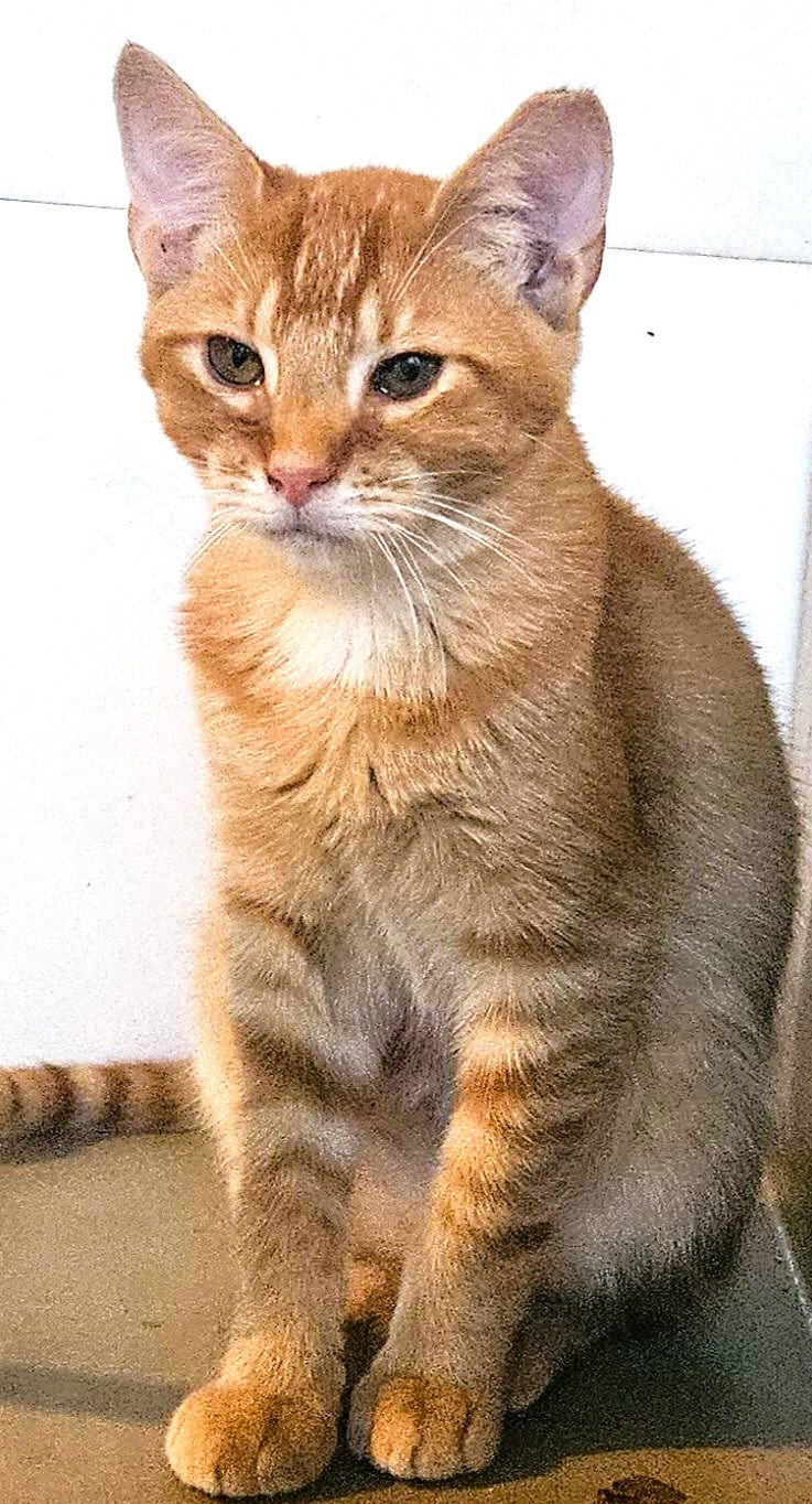 Catthew, photo 2