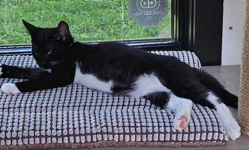 Photo 3 of Bartholomeow