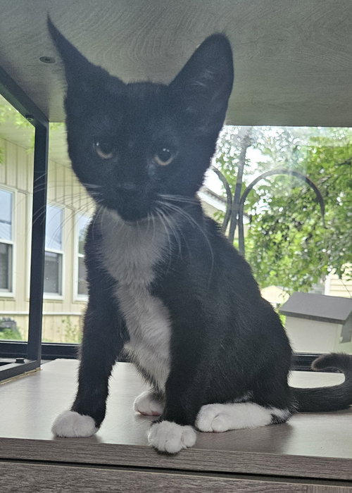 Bartholomeow