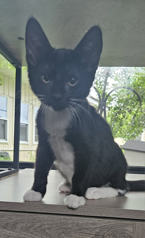 Photo 2 of Bartholomeow
